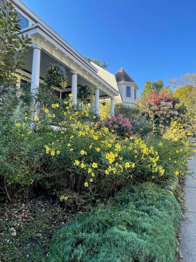 Looking up the hill, September. Mats of dianthus, heliopsis, hydrangeas, boltonia -- yellow and pink flowers.