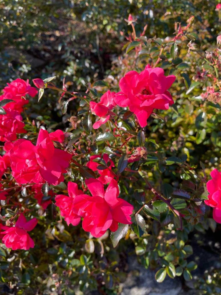 Bright pink roses - great inspiration for planning your garden for 2022