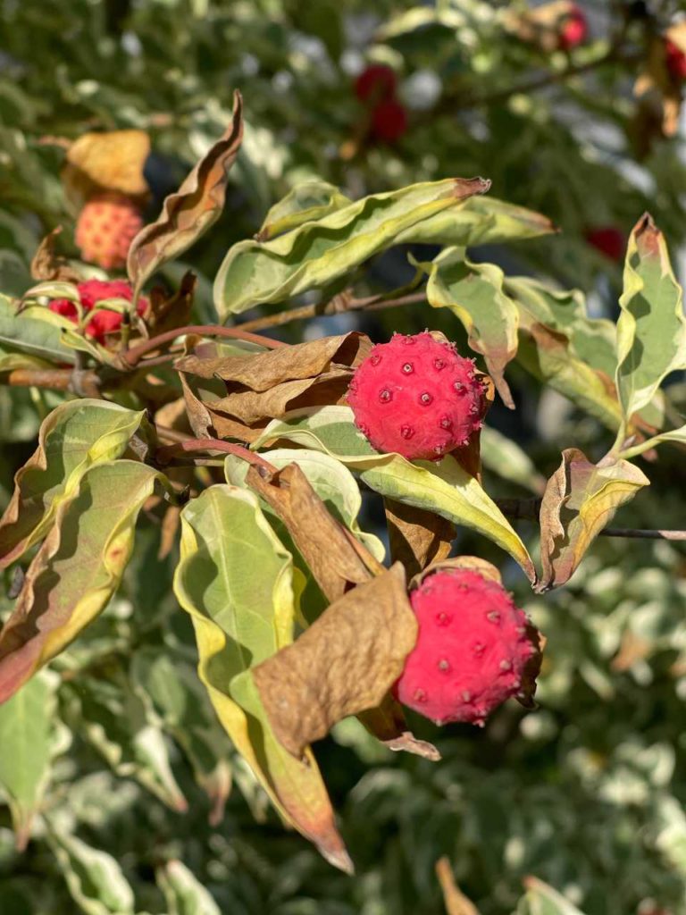 Kousa dogwood berries, red spiky balls on a tree - great garden inspiration