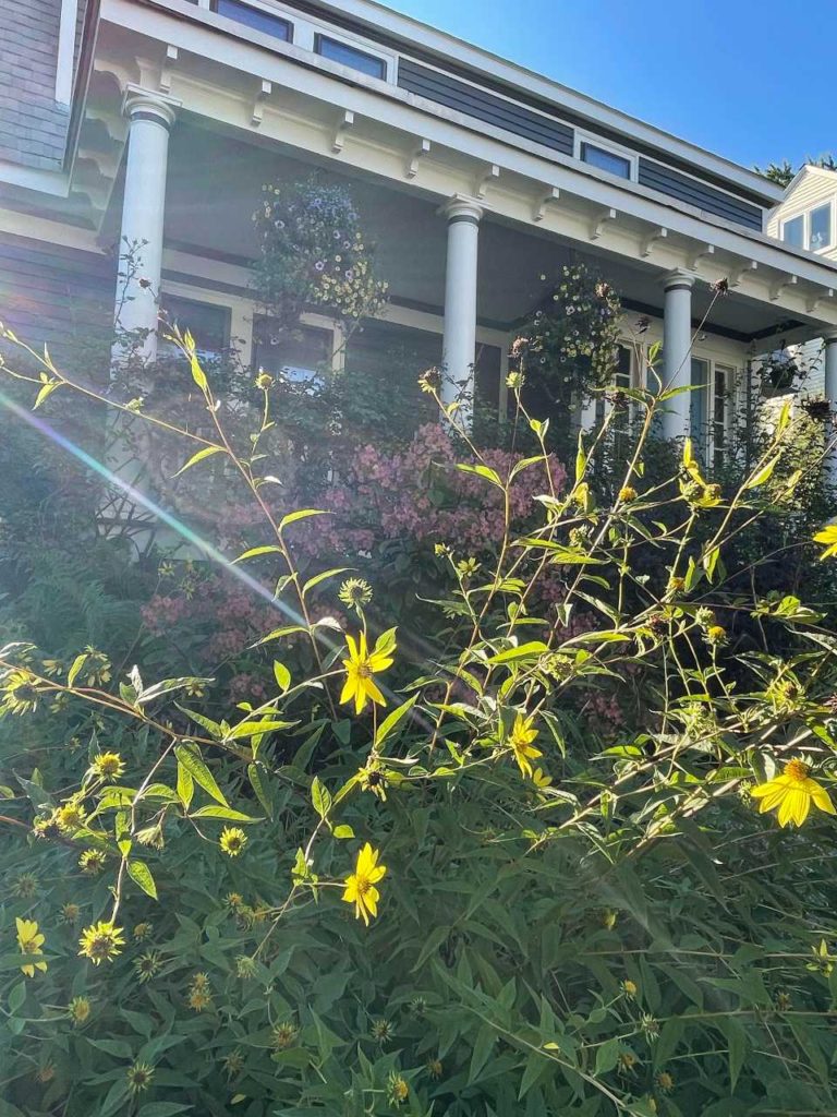 Yellow flowers in front of the porch of a gray and white Dutch colonial house - inspiration for planning your garden for 2022