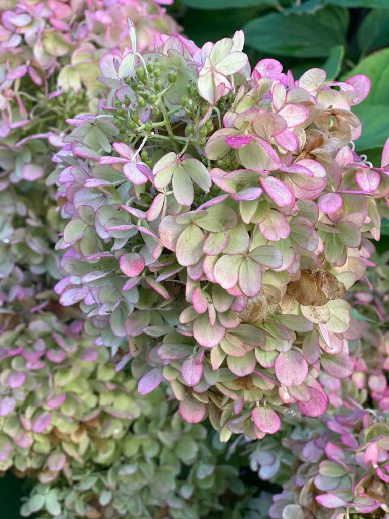 A close-up of clusters of white hydrangea flowers with pink edges.