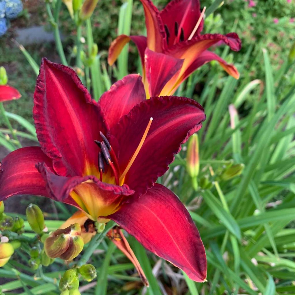 A close up of deep red daylily flowers.